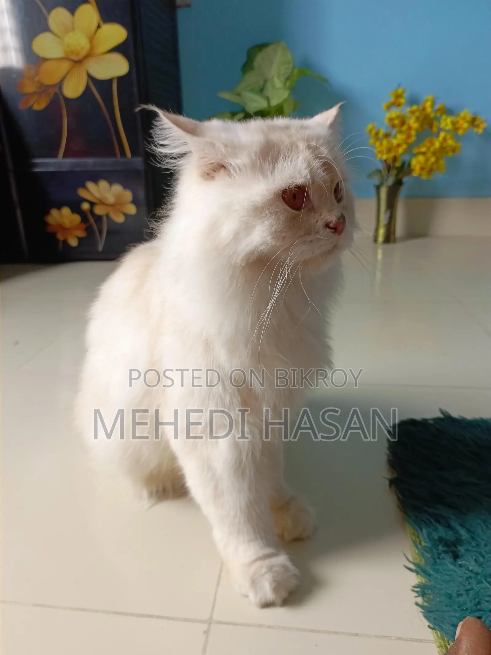 Persian Male Cat