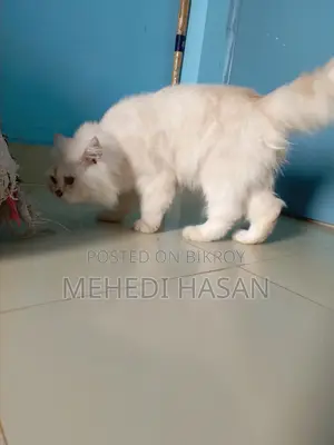 Persian Male Cat