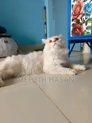 Persian Male Cat