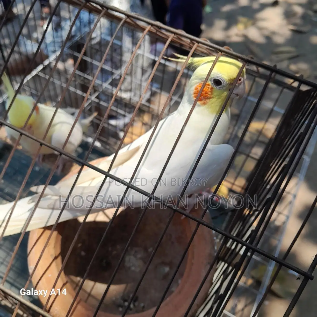 Lutino, Talking Bird