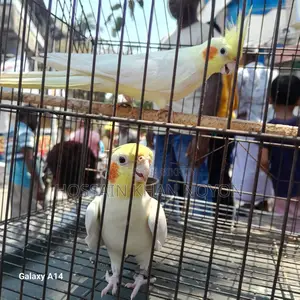 Lutino, Talking Bird