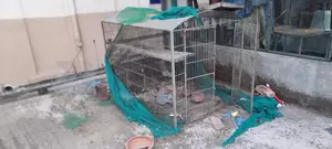 Big Cage