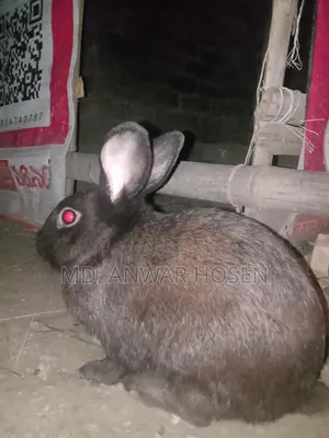 Rabbit for Sale at a Low Price
