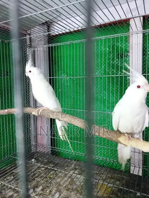 Running Cockatiel for Sale