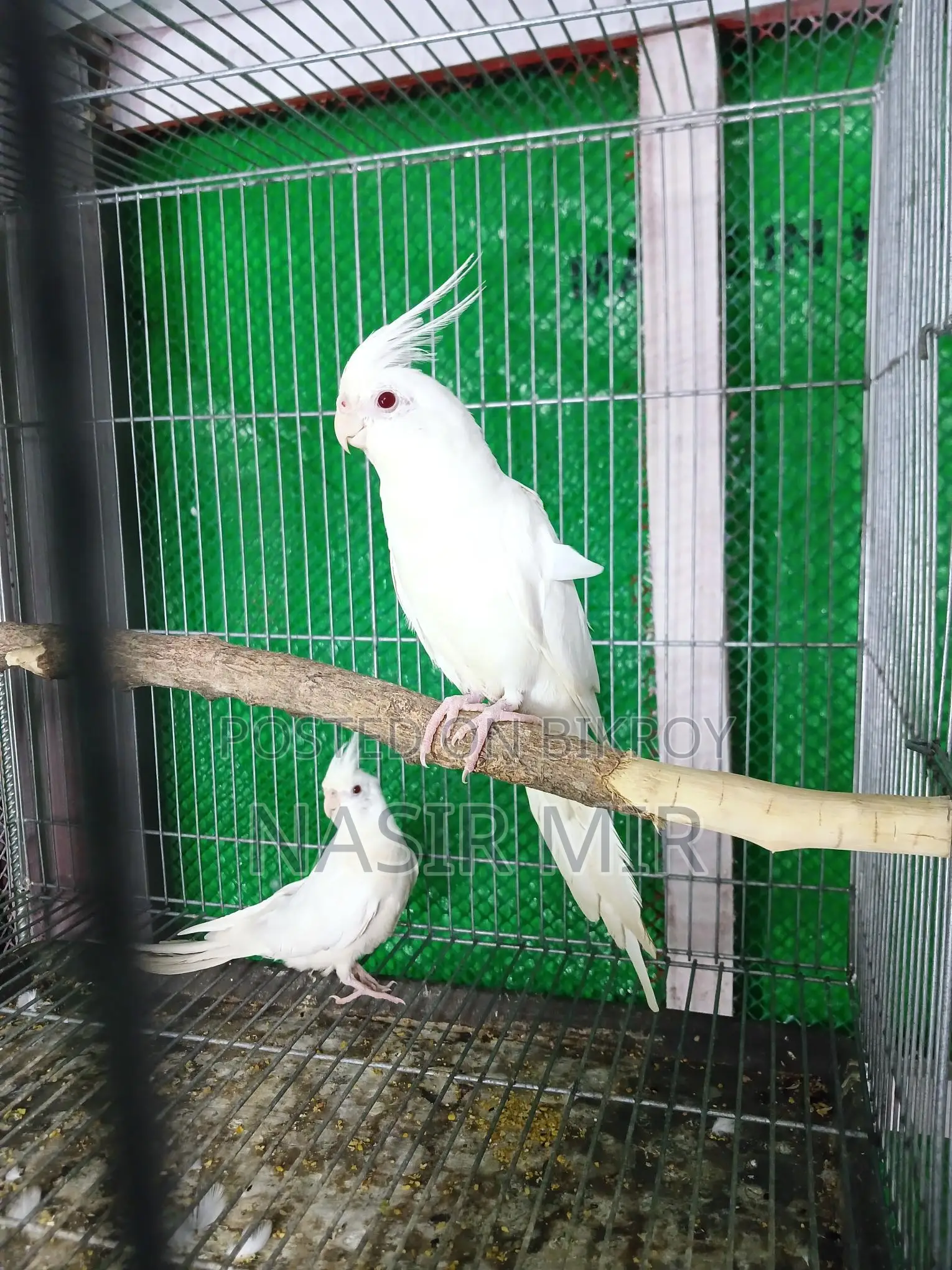 Running Cockatiel for Sale