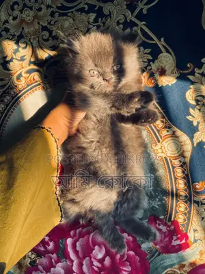 Traditional Male Kitten Sell