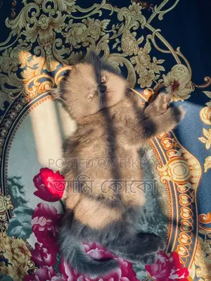 Traditional Male Kitten Sell