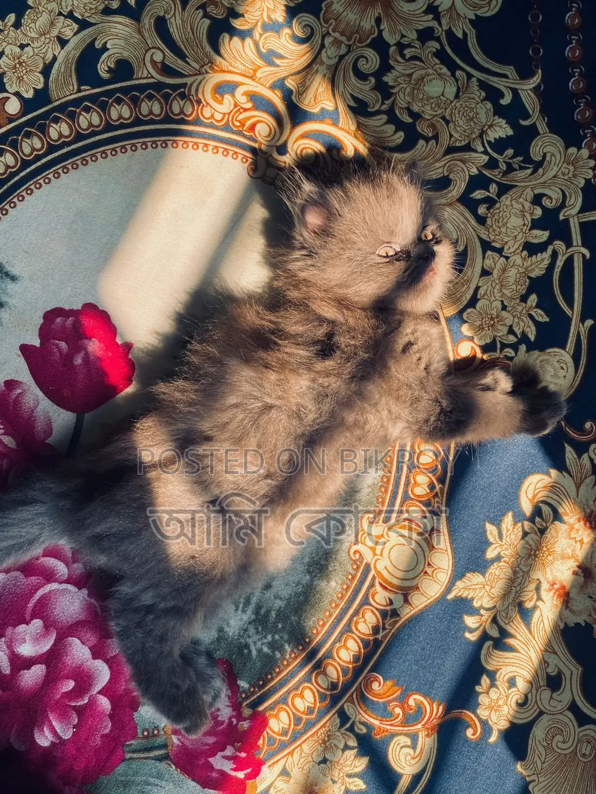 Traditional Male Kitten Sell