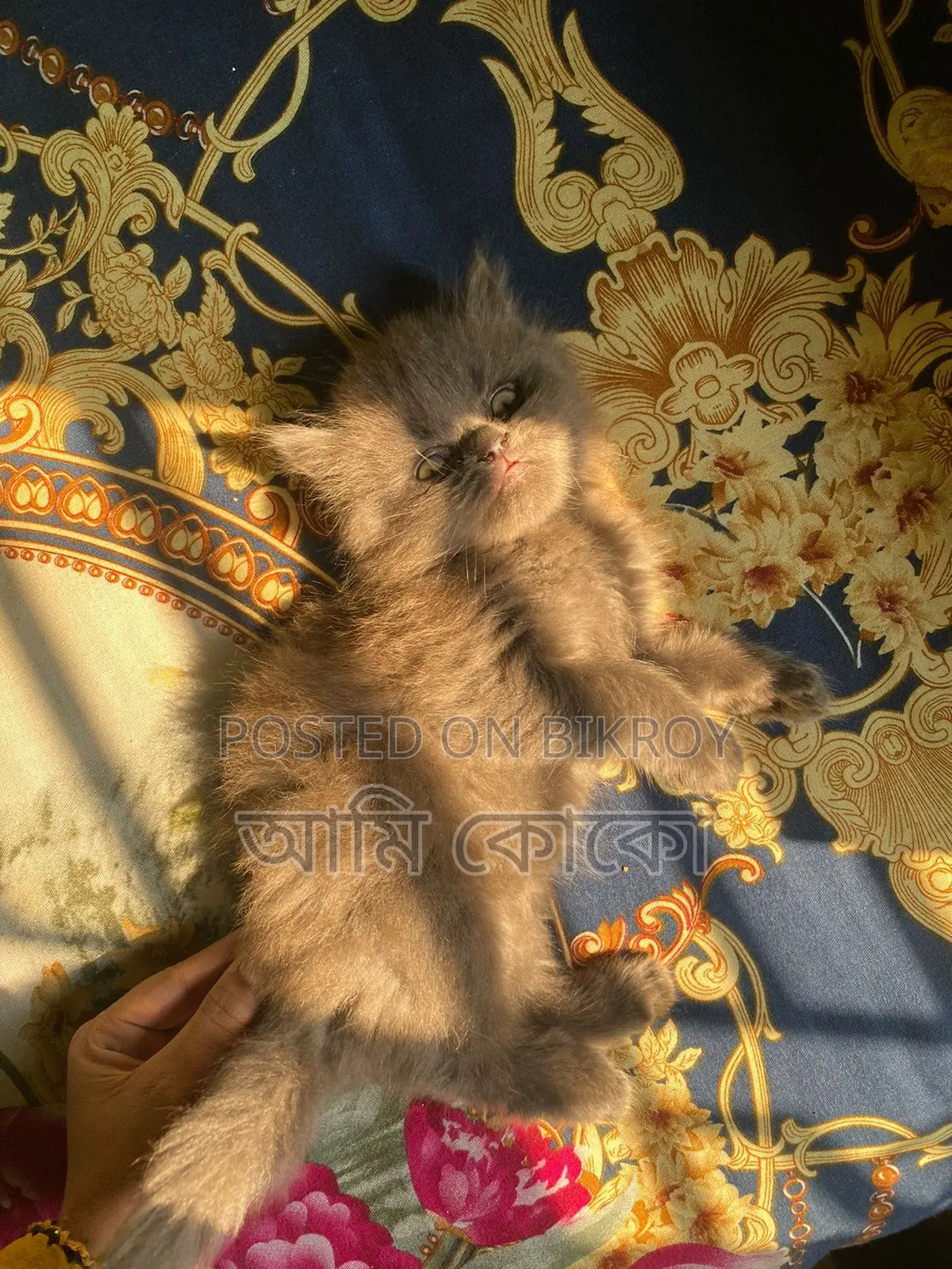Traditional Male Kitten Sell