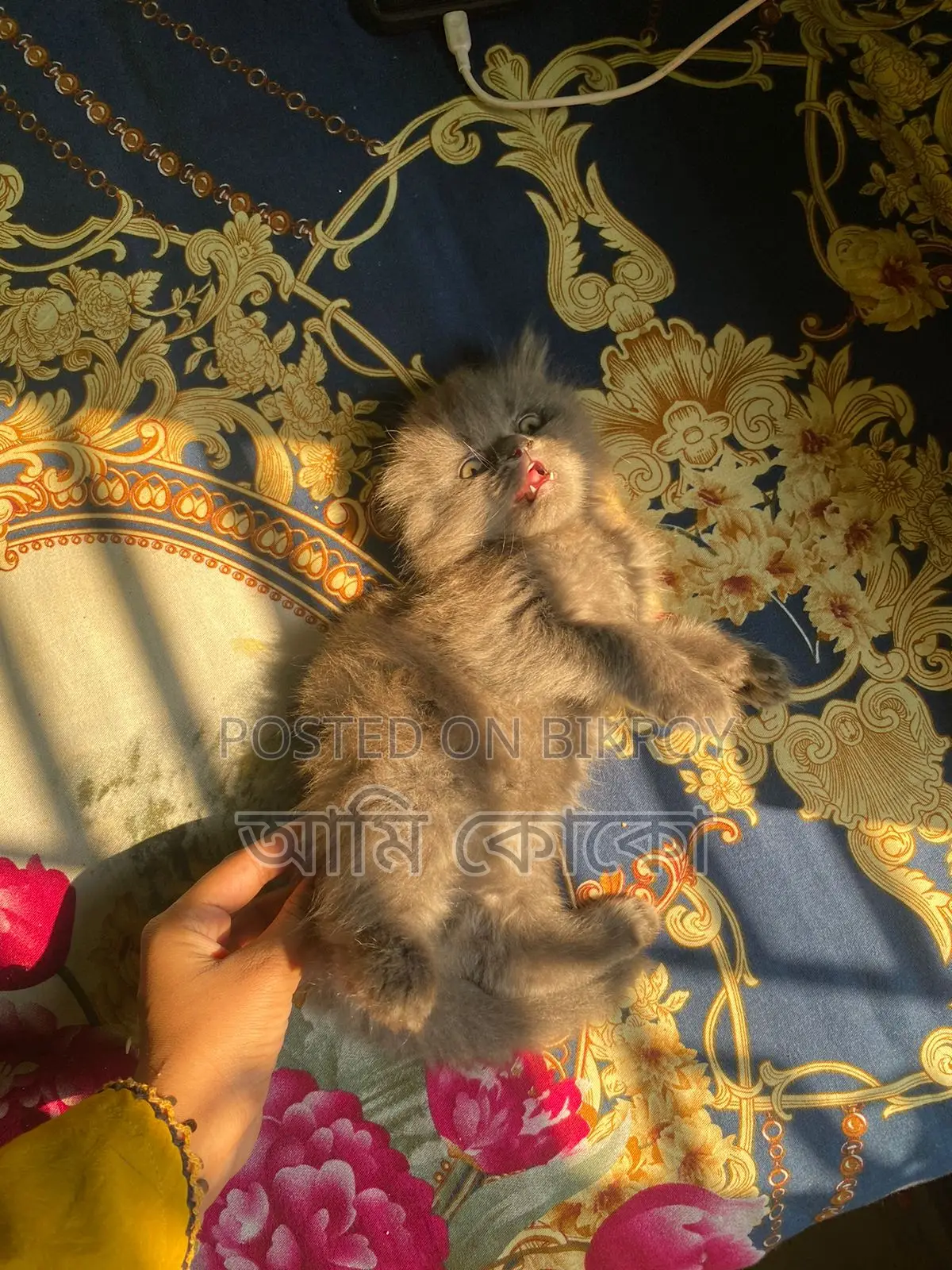 Traditional Male Kitten Sell