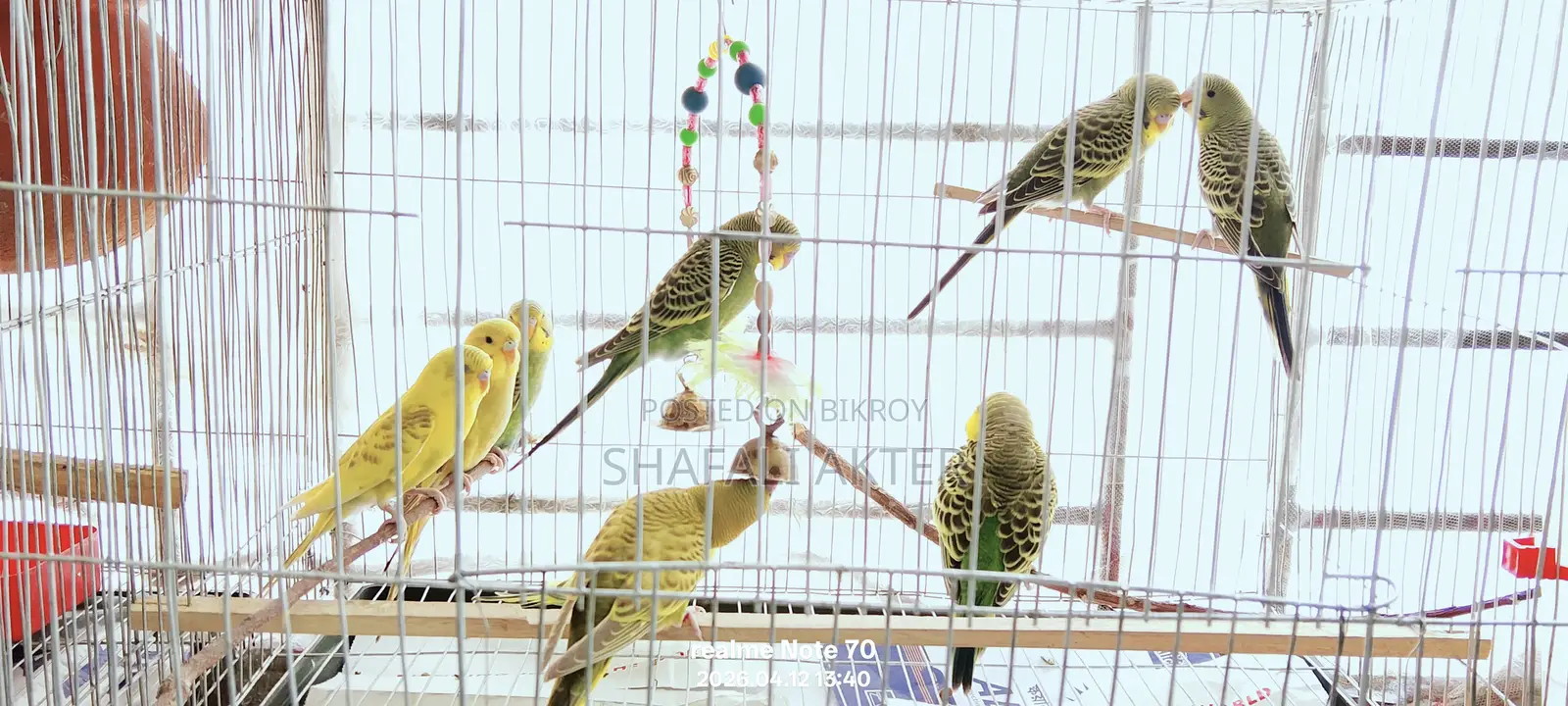 Budgerigar Birds