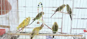 Budgerigar Birds