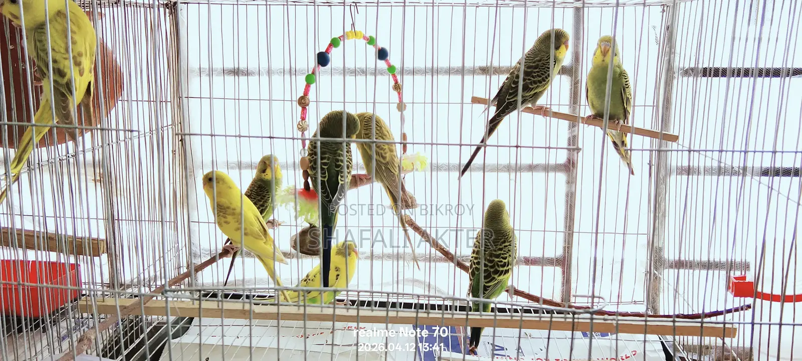 Budgerigar Birds