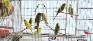 Budgerigar Birds