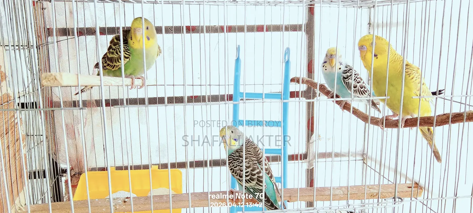 Budgerigar Birds