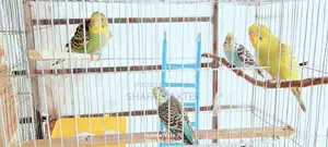 Budgerigar Birds