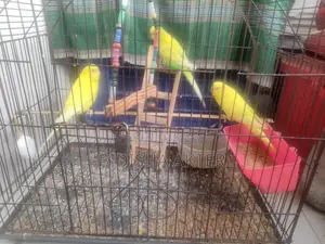 Budgerigar Birds
