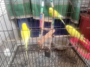 Budgerigar Birds