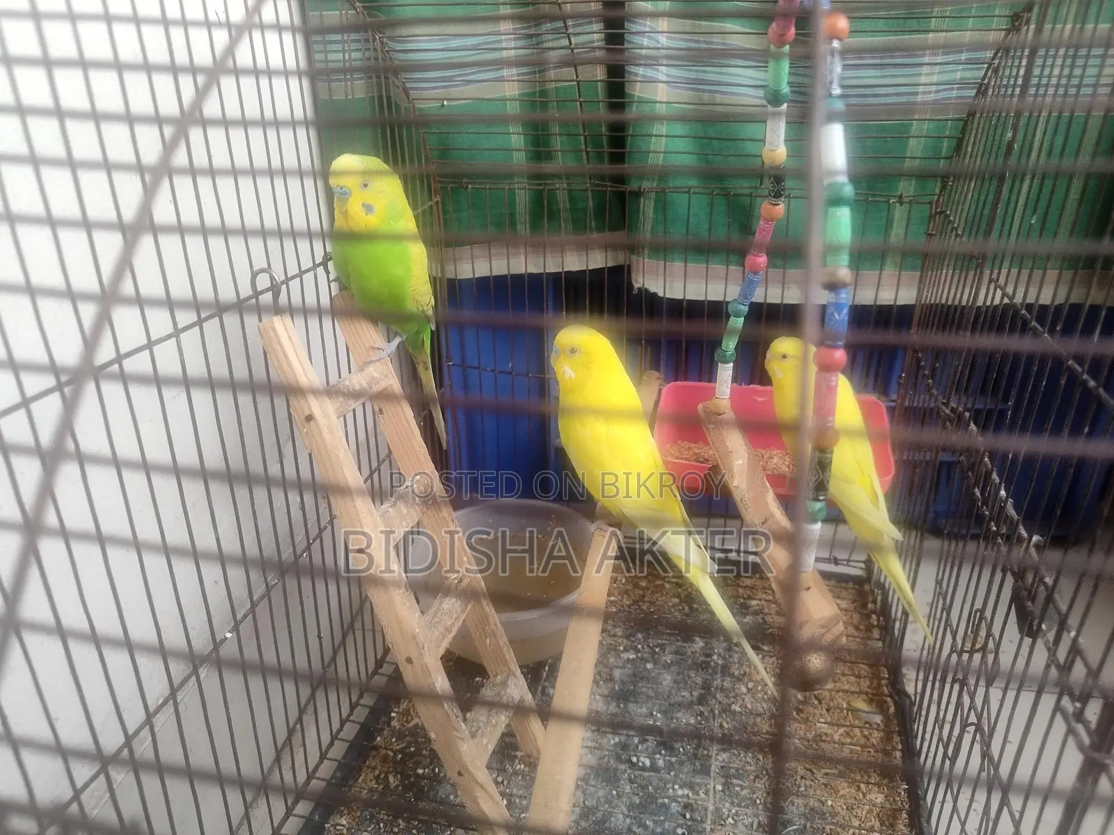 Budgerigar Birds