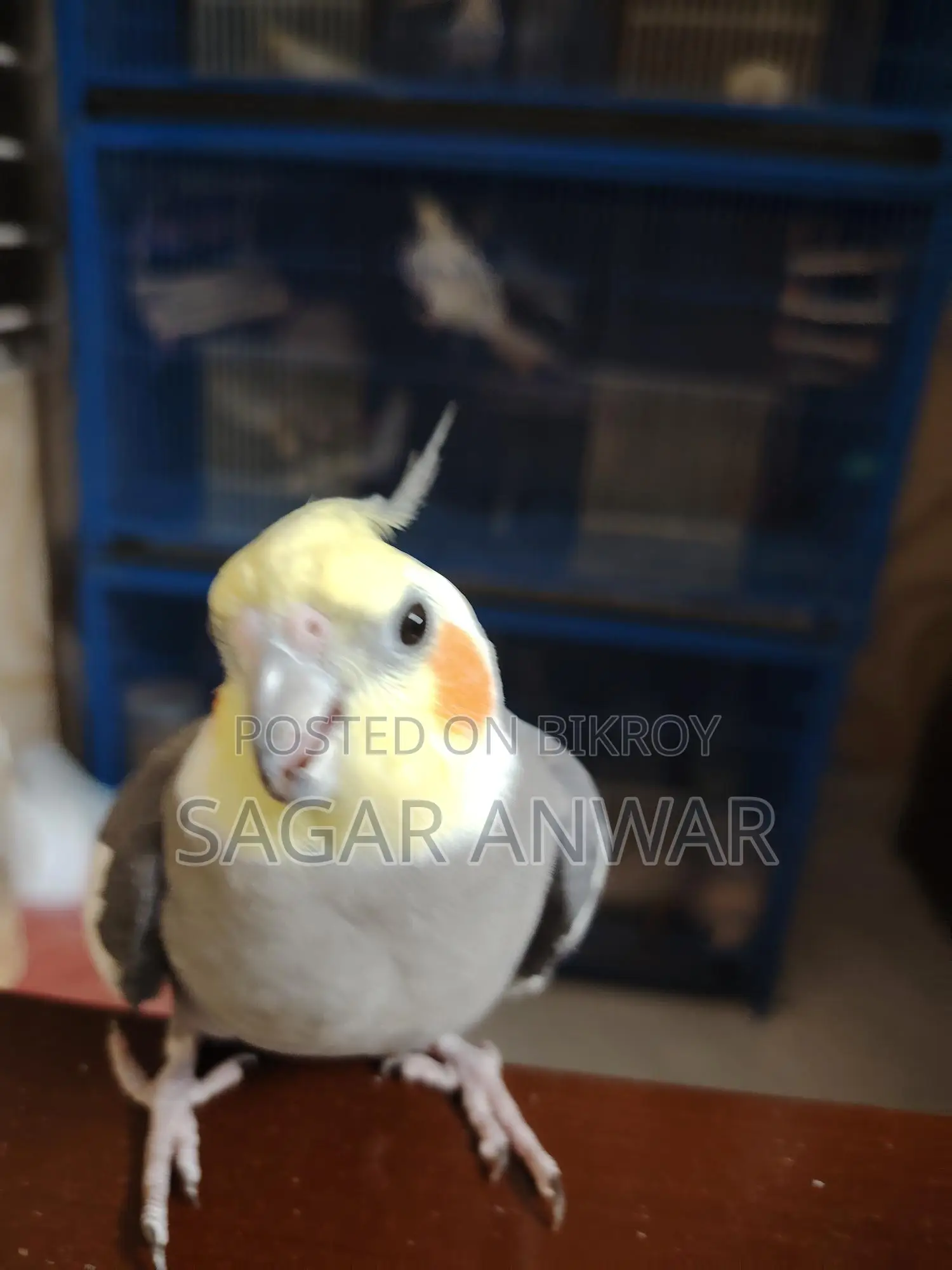 ককাটেল হোম ব্রিড
