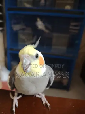ককাটেল হোম ব্রিড