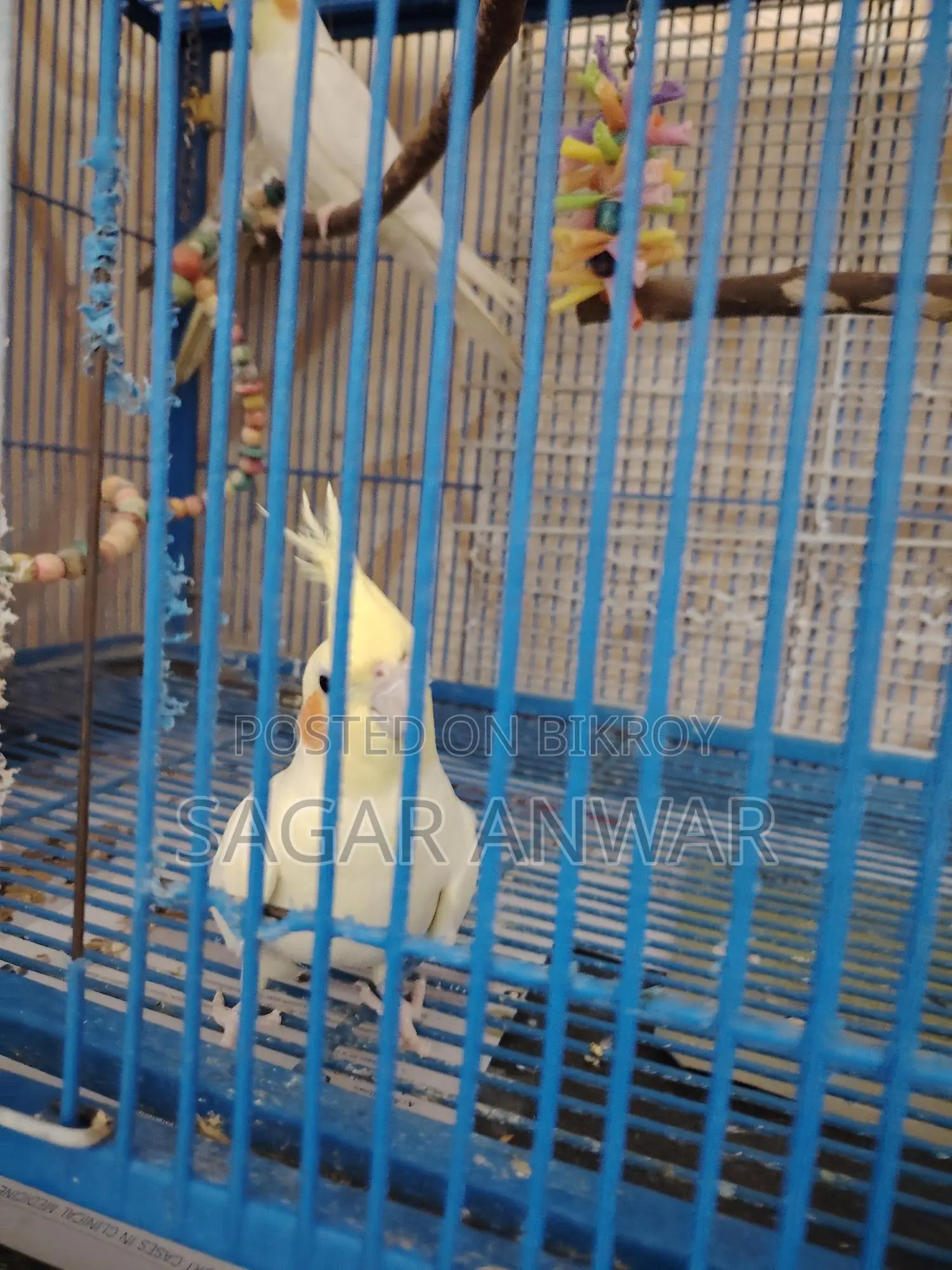 ককাটেল হোম ব্রিড