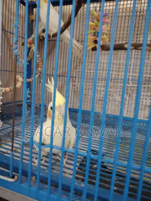 ককাটেল হোম ব্রিড