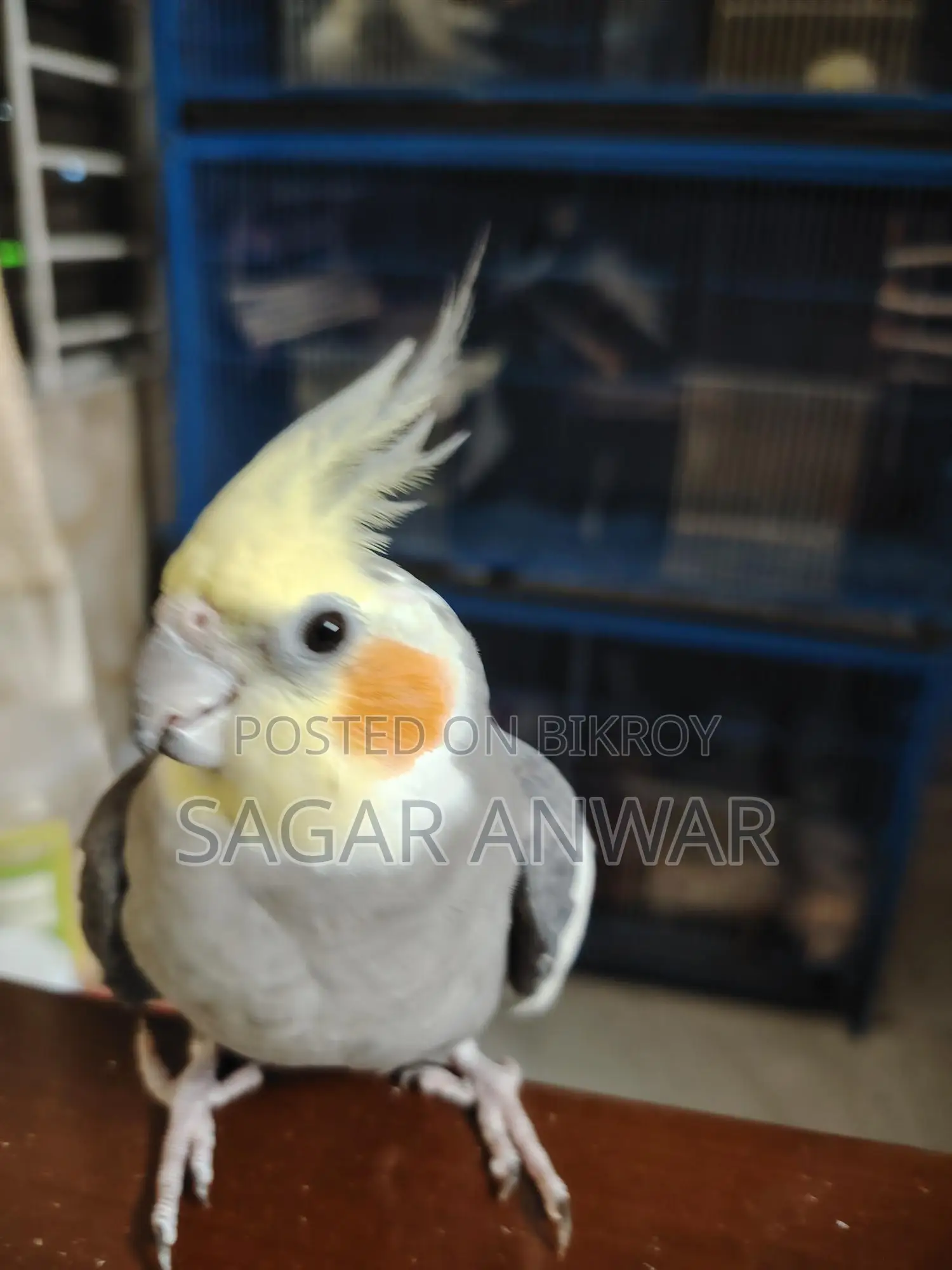 ককাটেল হোম ব্রিড