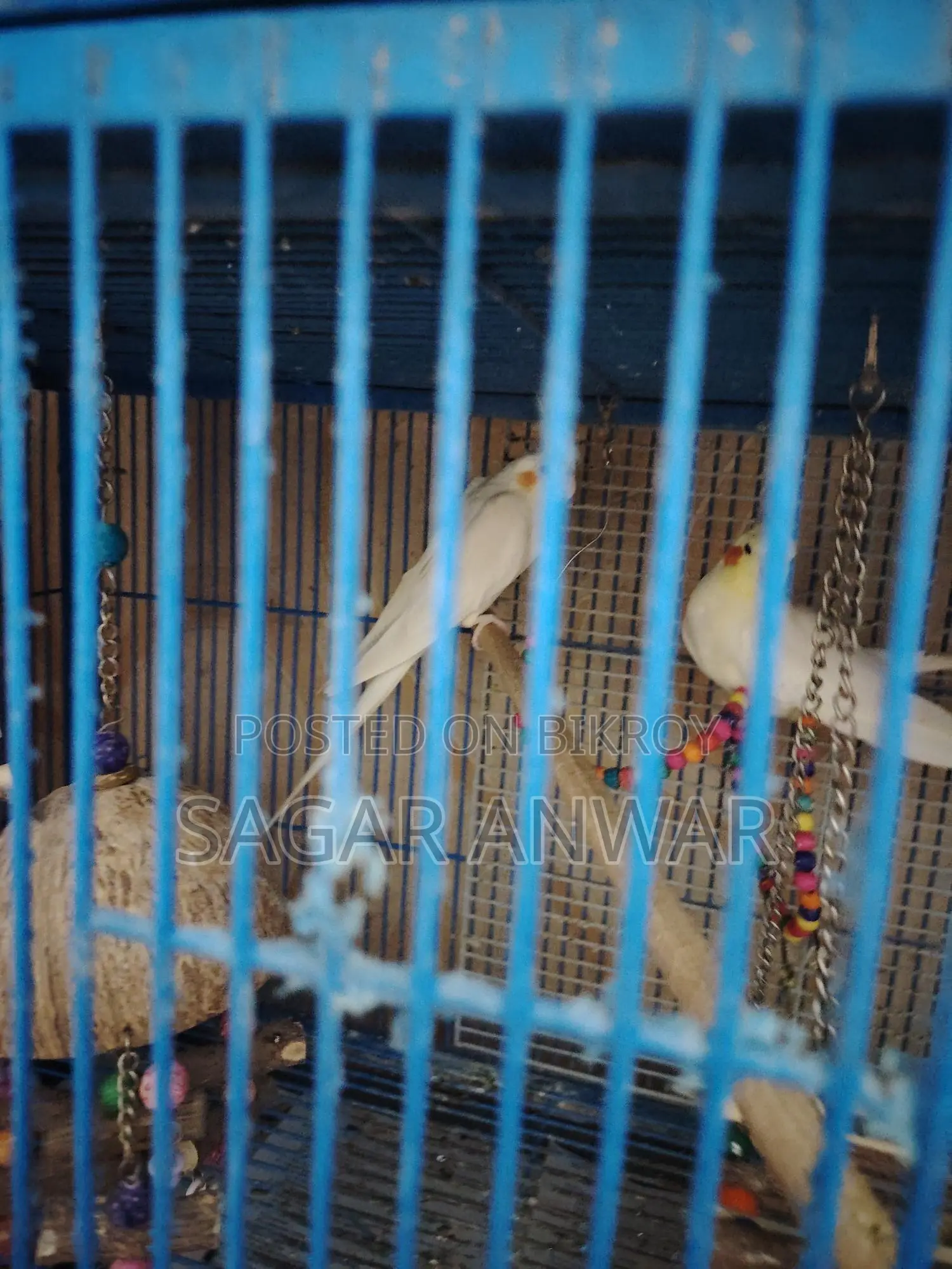 ককাটেল হোম ব্রিড