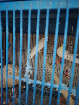 ককাটেল হোম ব্রিড