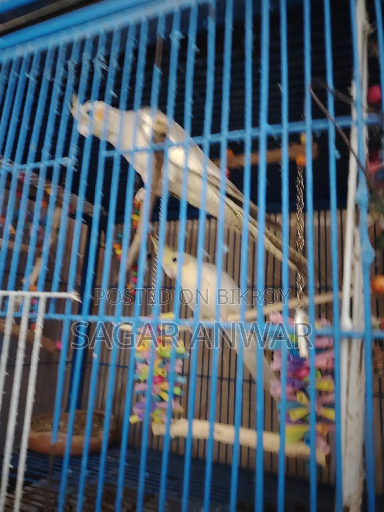 ককাটেল হোম ব্রিড