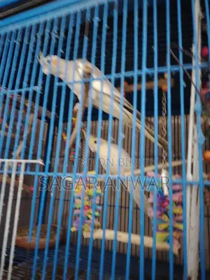 ককাটেল হোম ব্রিড