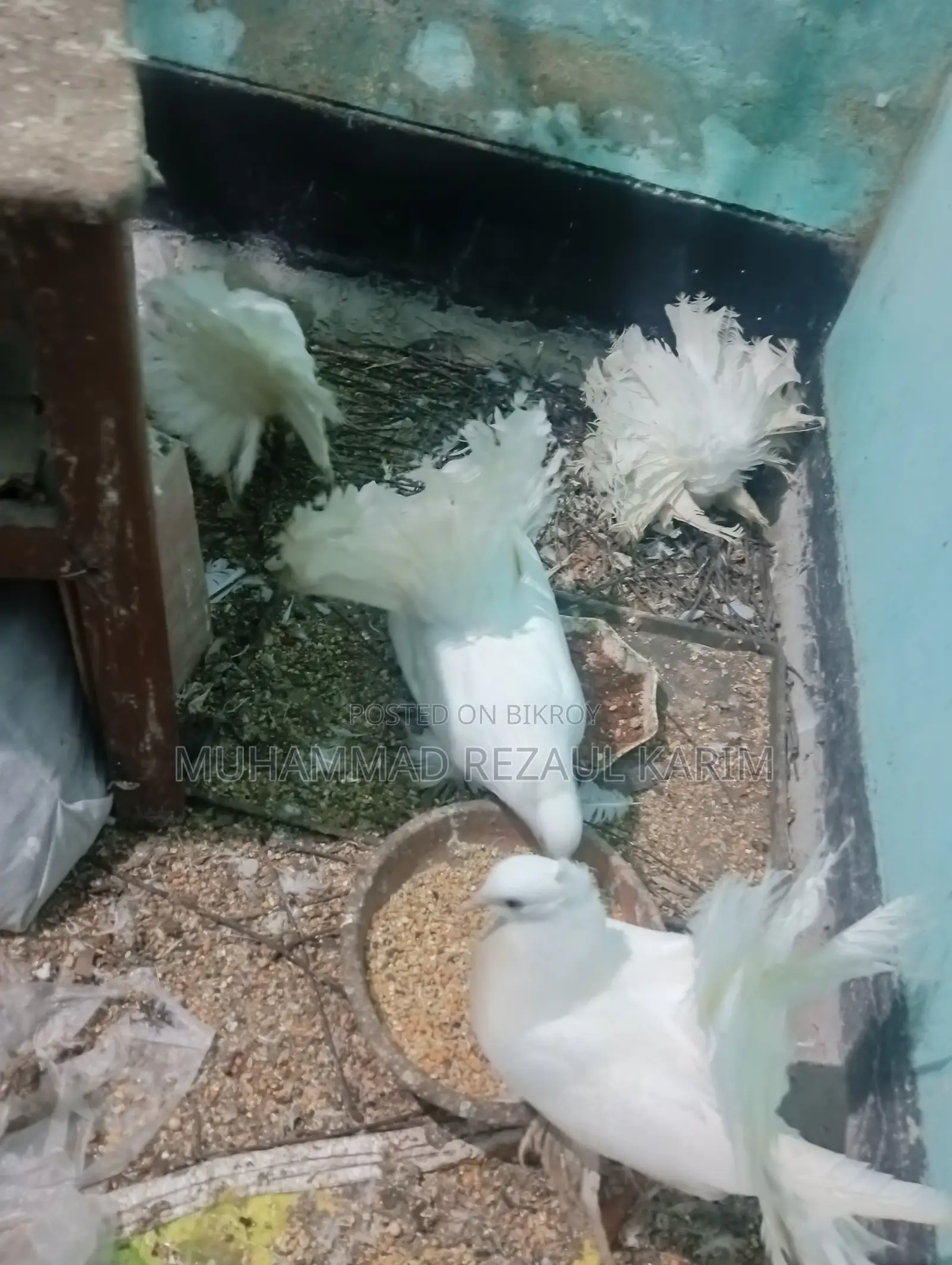Lakha and Lovebirds for sale.