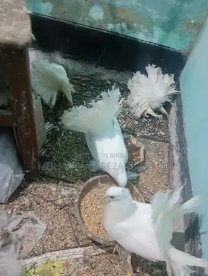Lakha and Lovebirds for sale.