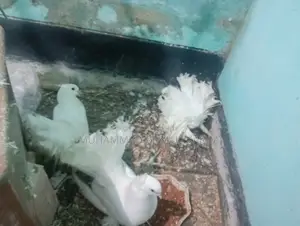 Lakha and Lovebirds for sale.