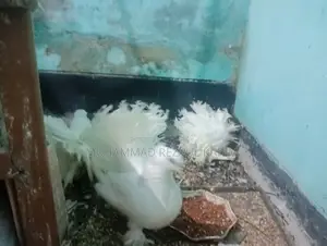 Lakha and Lovebirds for sale.