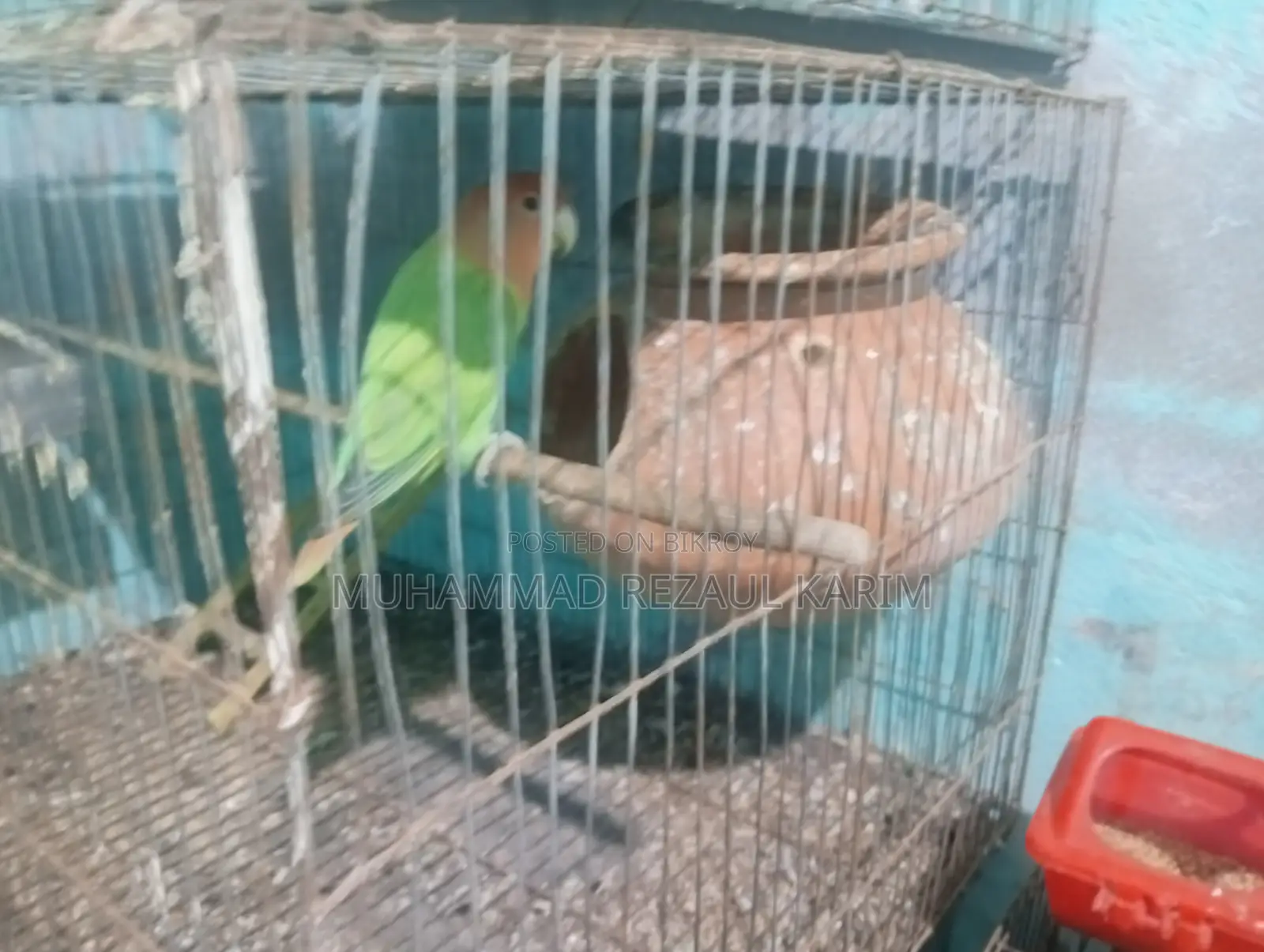 Lakha and Lovebirds for sale.