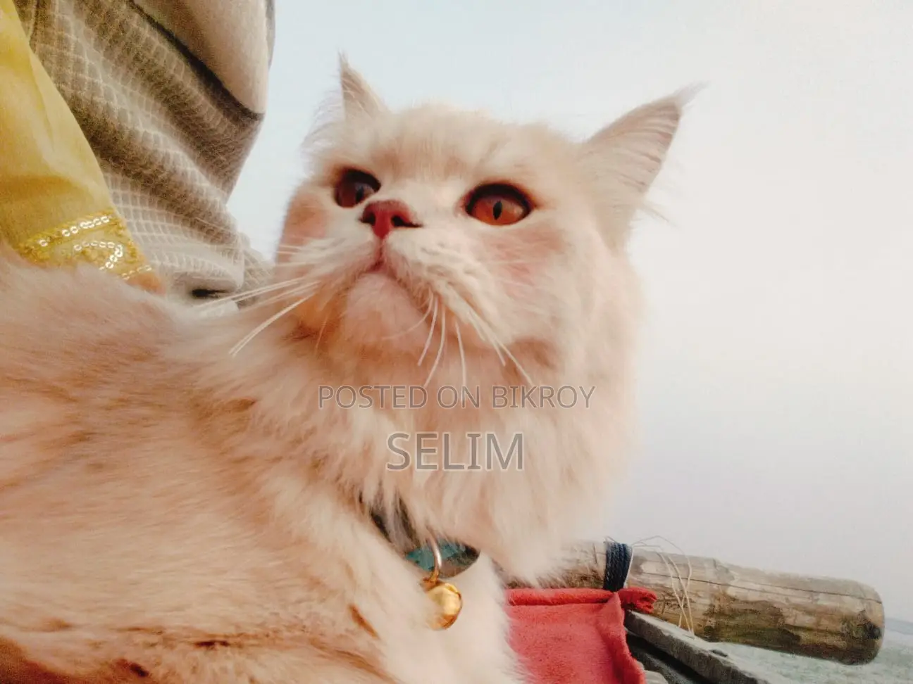Persian Cat