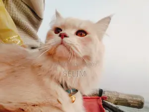 Persian Cat