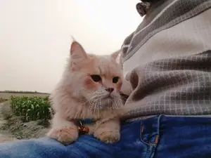 Persian Cat