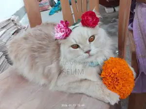 Persian Cat