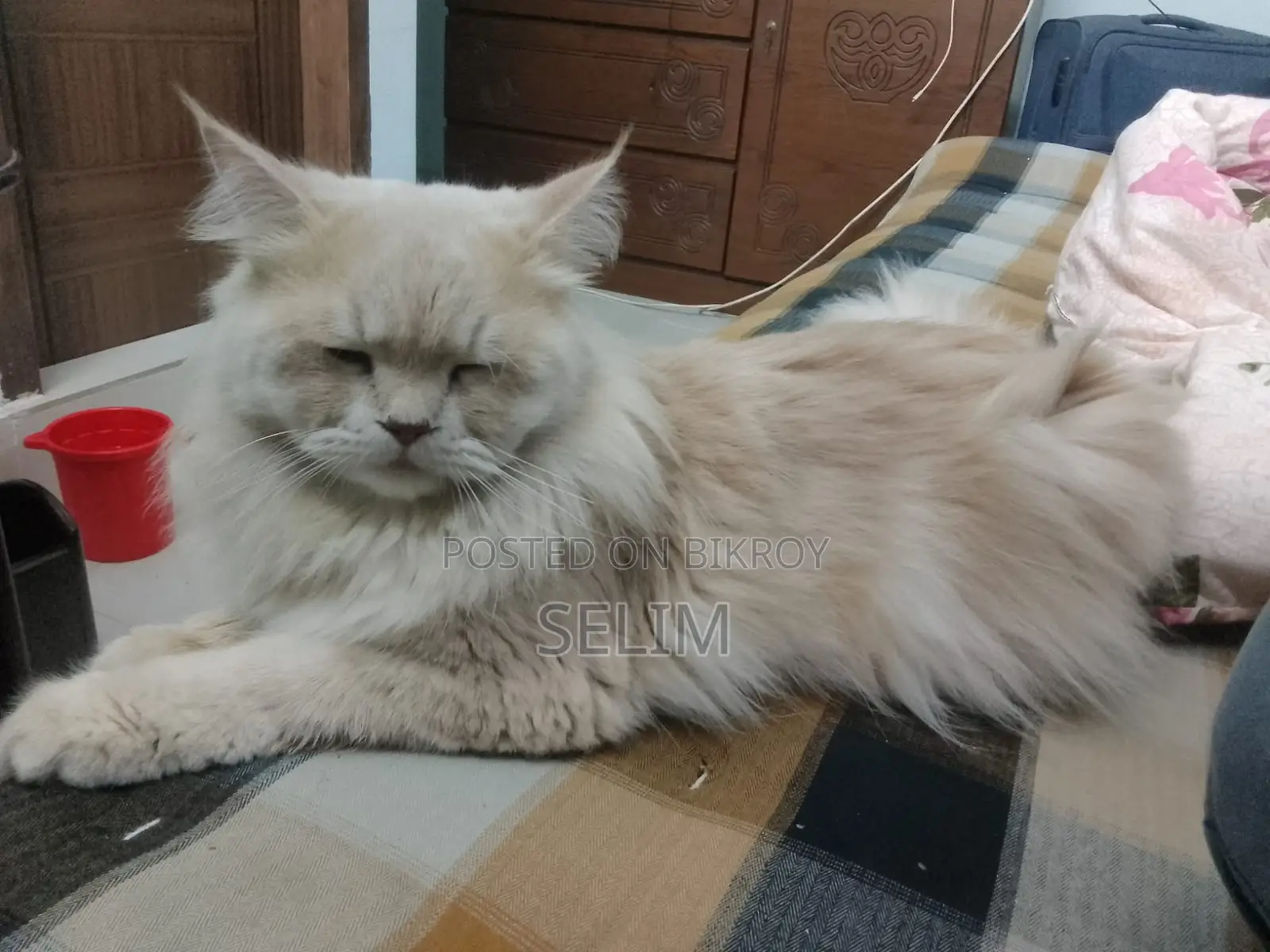 Persian Cat