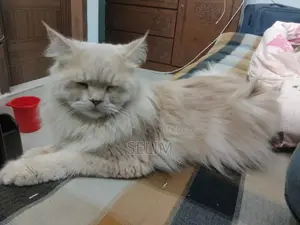 Persian Cat