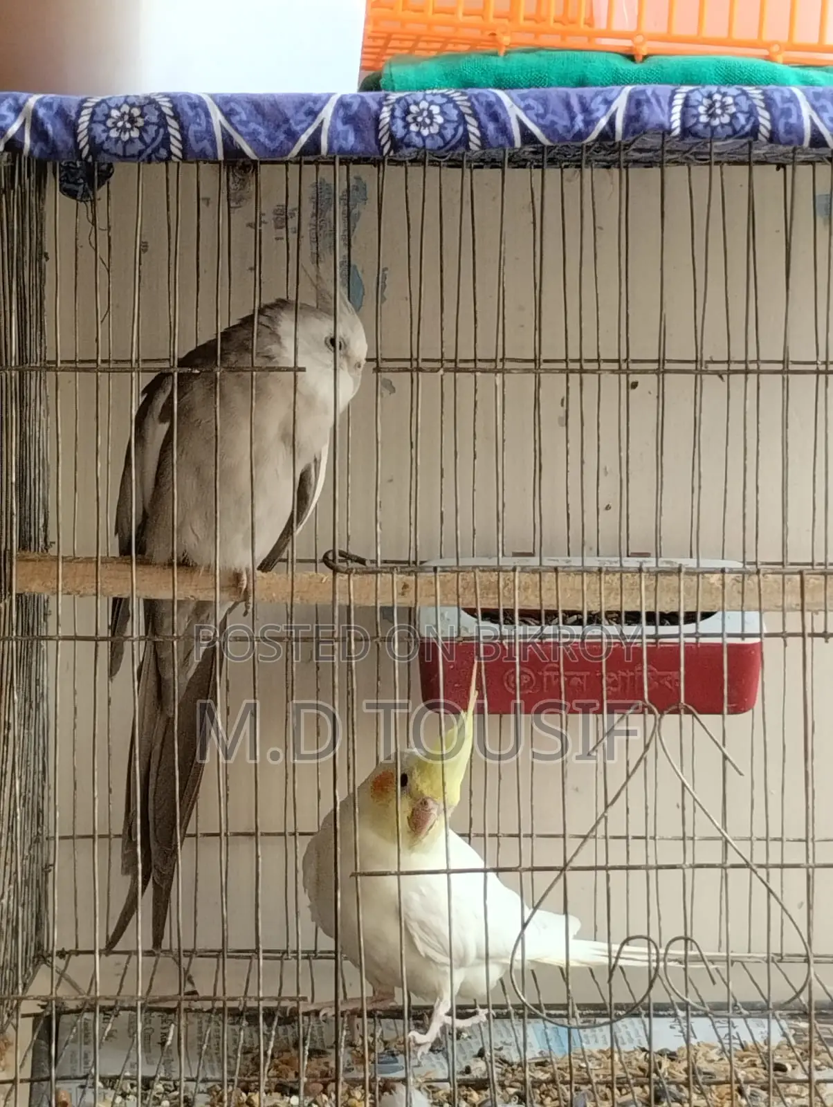 Breeding Pair of Cockatiels