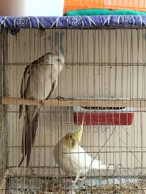 Breeding Pair of Cockatiels
