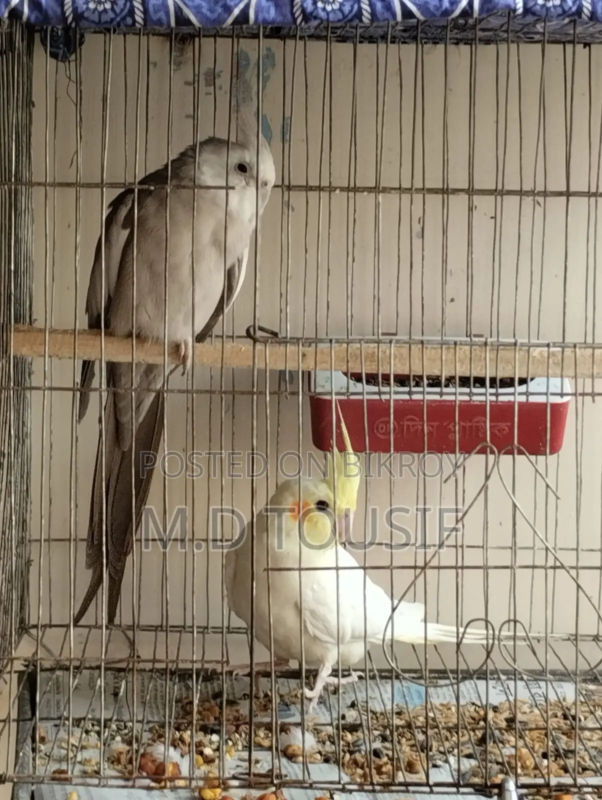 Breeding Pair of Cockatiels
