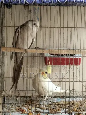 Breeding Pair of Cockatiels