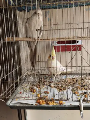 Breeding Pair of Cockatiels