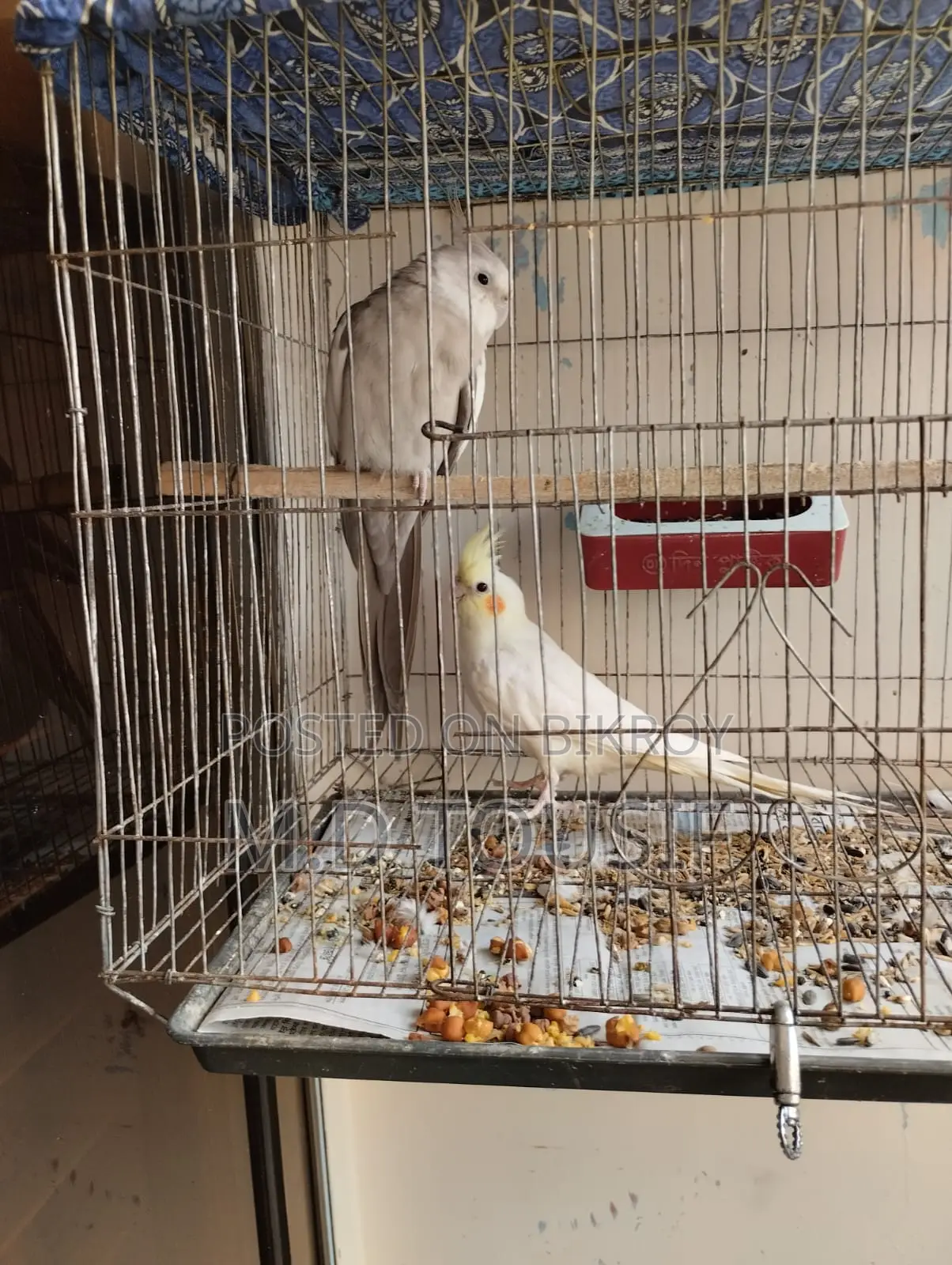 Breeding Pair of Cockatiels