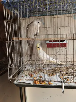 Breeding Pair of Cockatiels